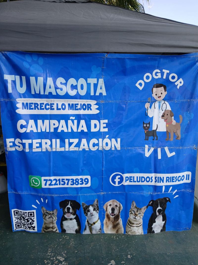 ¡62 perros y gatos beneficiados en nueva campaña de esterilización